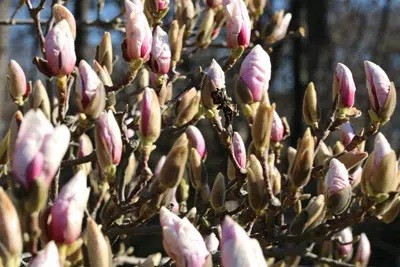 Magnolia Does Not Bloom: Common Causes And Help