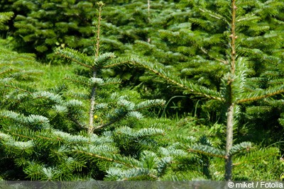 Nordmann Fir - Planting And Care Guide