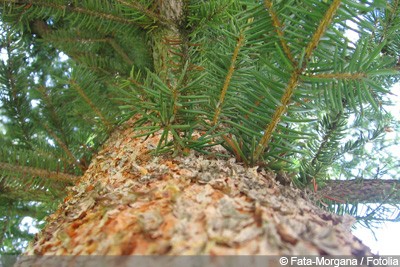 Nordmann Fir – Planting And Care Guide