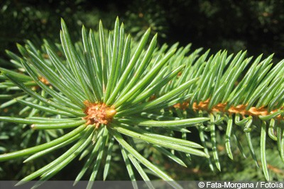 Nordmann Fir - Planting And Care Guide