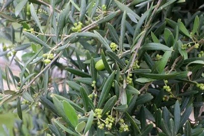 Buying An Olive Tree: What To Look For