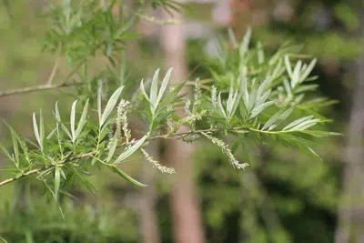 How To Propagate Willow Tree Cuttings