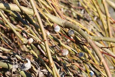 How To Propagate Willow Tree Cuttings