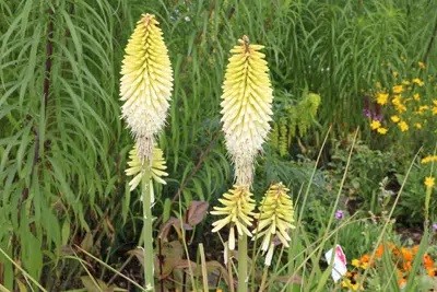 How To Care For The Torch Lily