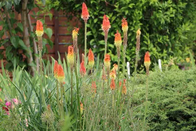 How To Care For The Torch Lily