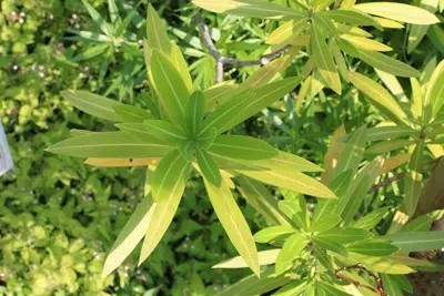 Oleander Gets Yellow Leaves: How To Fix It