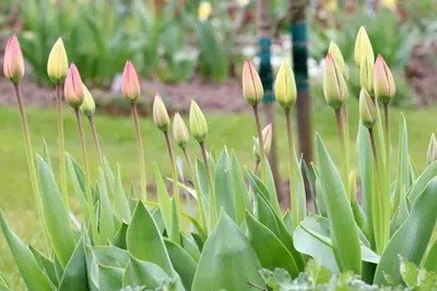 Your Tulips Get Leaves, But Do Not Bloom: Here's What To Do