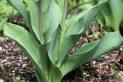 Your Tulips Get Leaves, But Do Not Bloom: Here’s What To Do