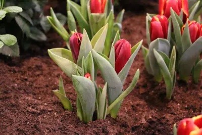 Your Tulips Get Leaves, But Do Not Bloom: Here's What To Do