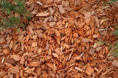 Bark Mulch: Advantages And Disadvantages