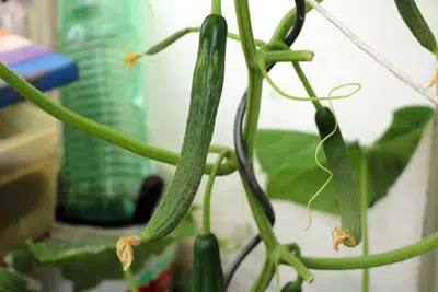 How To Fight Powdery Mildew On Cucumbers
