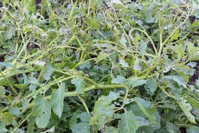 What Do I Do If My Potato Plants Don't Flower?