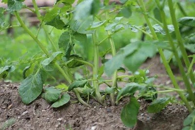 What Do I Do If My Potato Plants Don't Flower?