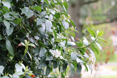 The Best Evergreen Shrubs For The Garden