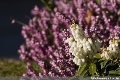 The Best Evergreen Shrubs For The Garden