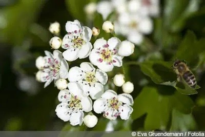 How Do You Plant Hawthorn Hedges?