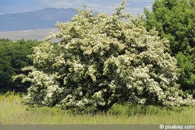 How Do You Plant Hawthorn Hedges?