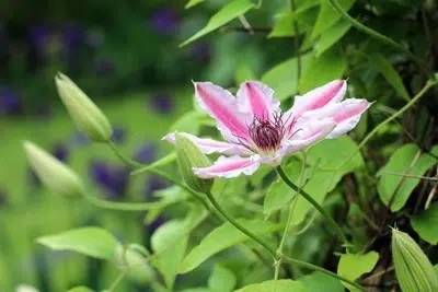 Is The Clematis Poisonous For Humans, Cats Or Dogs?