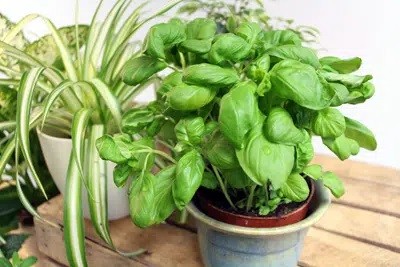 How Do You Get Rid Of Black Spots On Basil?