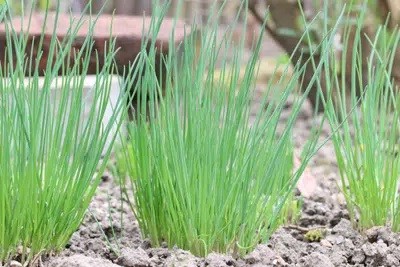 Chives Flowering: Is It Still Edible In Bloom?