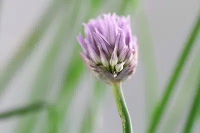 Chives Flowering: Is It Still Edible In Bloom?