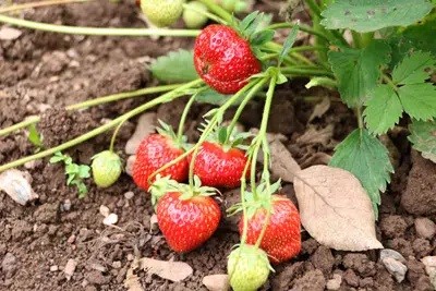 Strawberries Has Many Leaves, But Doesn't Flower?