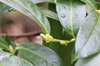 Should You Cut Off The Flowers Of The Cherry Laurel?