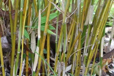 Instructions To Install Root Barrier, Rhizome Barrier