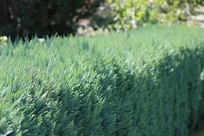 Thuja Hedge - Planting, Spacing, Care And Pruning