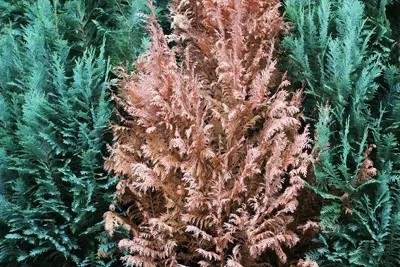 Thuja Hedge - Planting, Spacing, Care And Pruning
