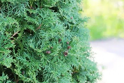 Thuja Has Dried Up: How To Make A Brown Thuja Green Again?