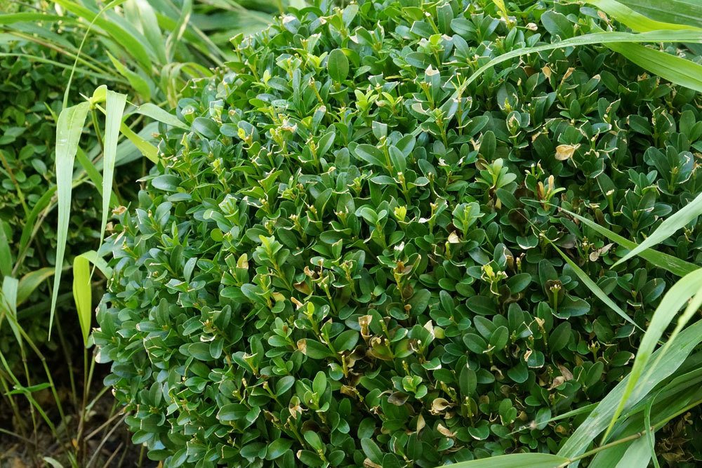 Boxwood Toxic For Children And Adults? Gardeninguru