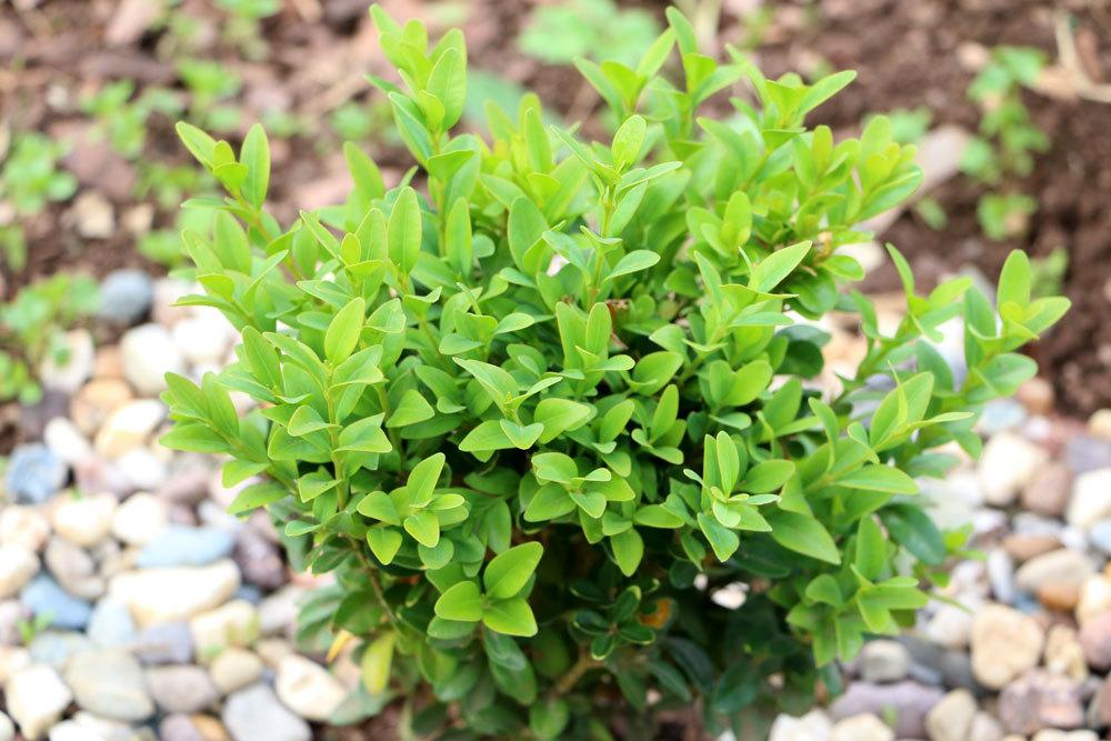 Boxwood: Toxic For Children And Adults?