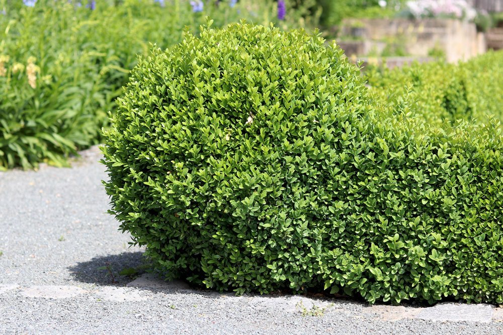 Boxwood: Toxic For Children And Adults?