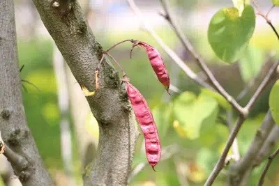 How Do You Care For A Judas Tree?