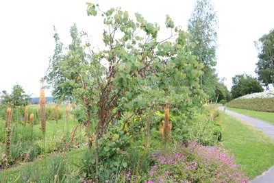 How Do You Care For A Judas Tree?