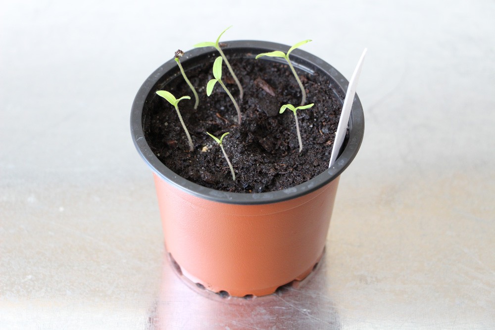 What Are The Best Tomatoes To Grow On A Balcony?