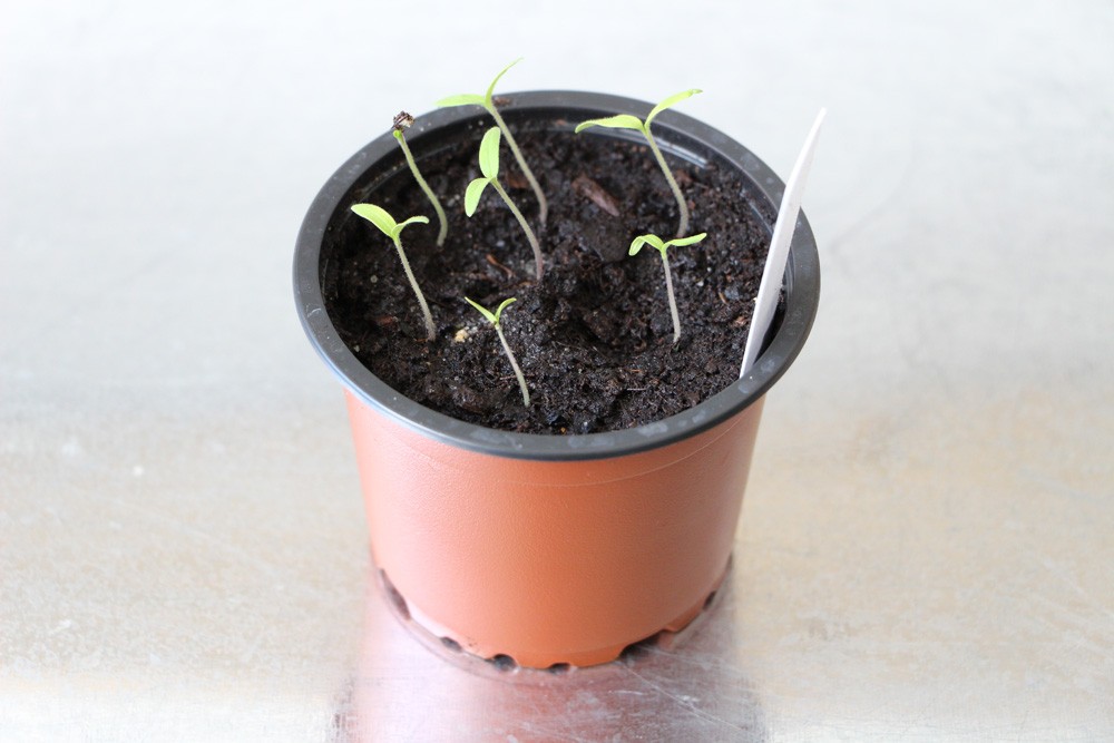 How Do You Take Care Of A Young Tomato Plant?