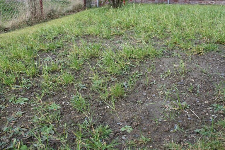 Can You Sow Grass Seed In Winter?