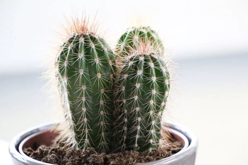 Cactus Goes Soft: How To Help Lazy, Mushy Cacti