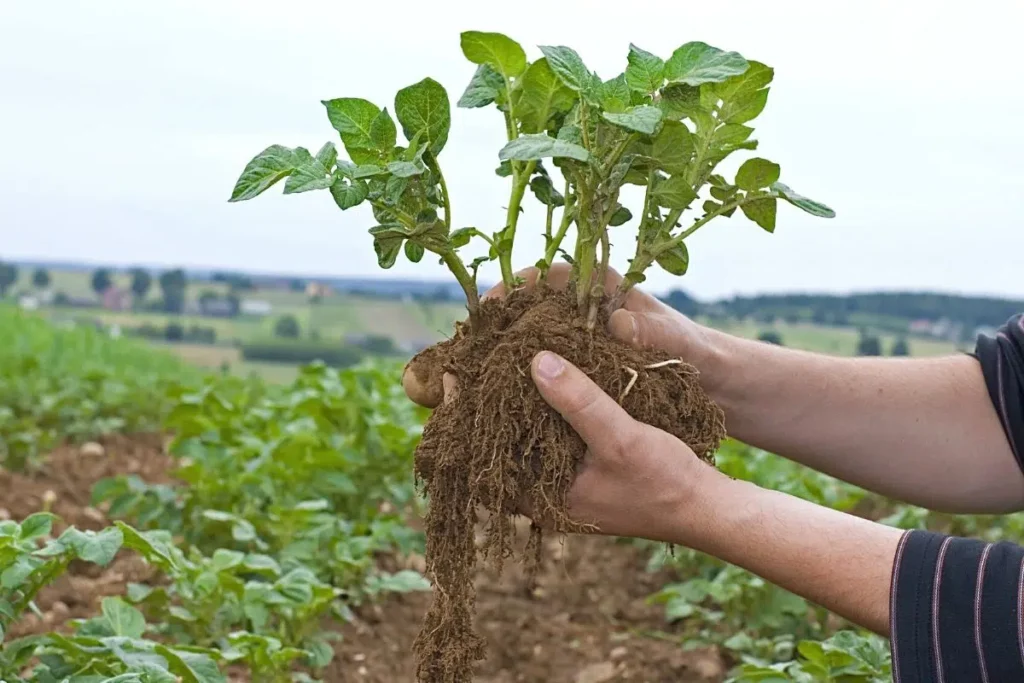 Can Potatoes Tolerate Frost?