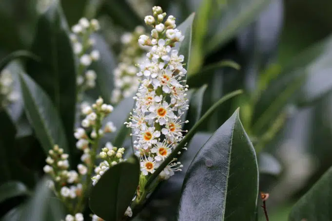 Should You Cut Off The Flowers Of The Cherry Laurel?