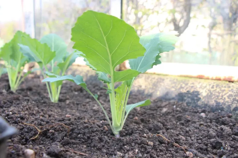 How Much Space Does Kohlrabi Need To Grow?