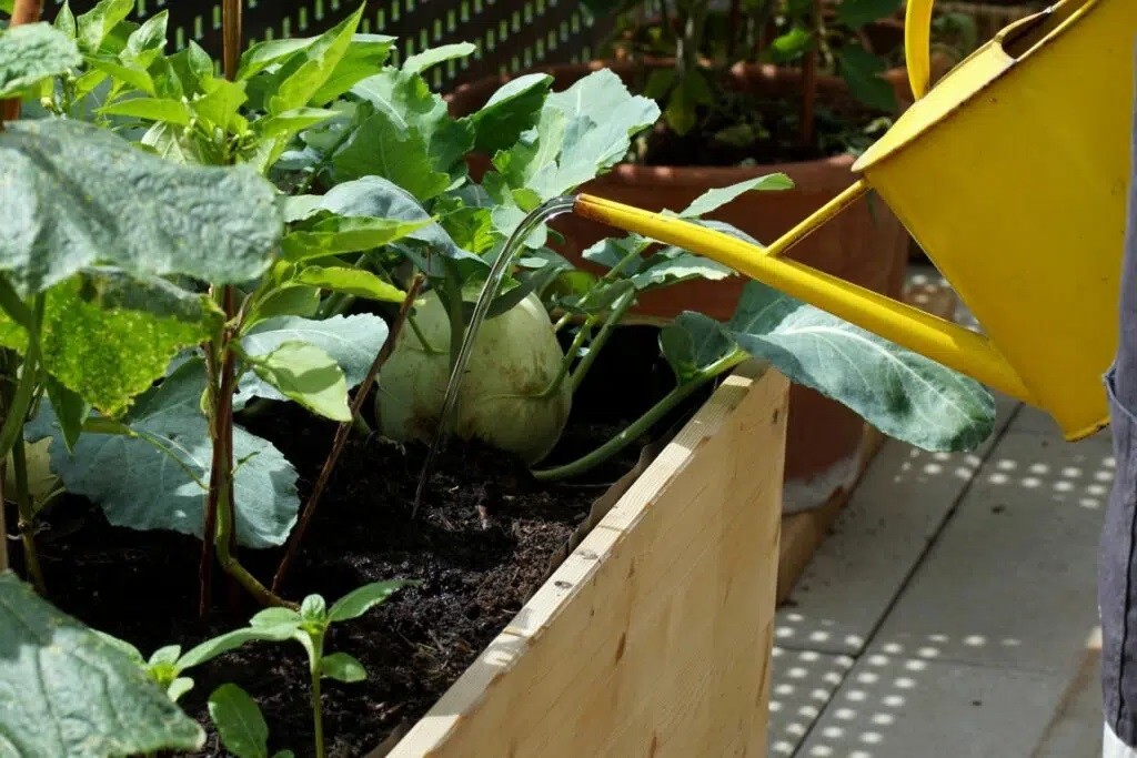 How Much Space Does Kohlrabi Need To Grow?