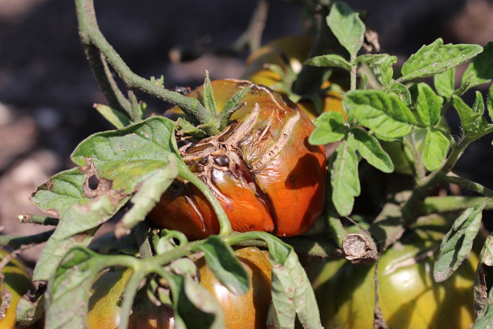 Tomatoes Become Wrinkled On The Plant: What To Do?