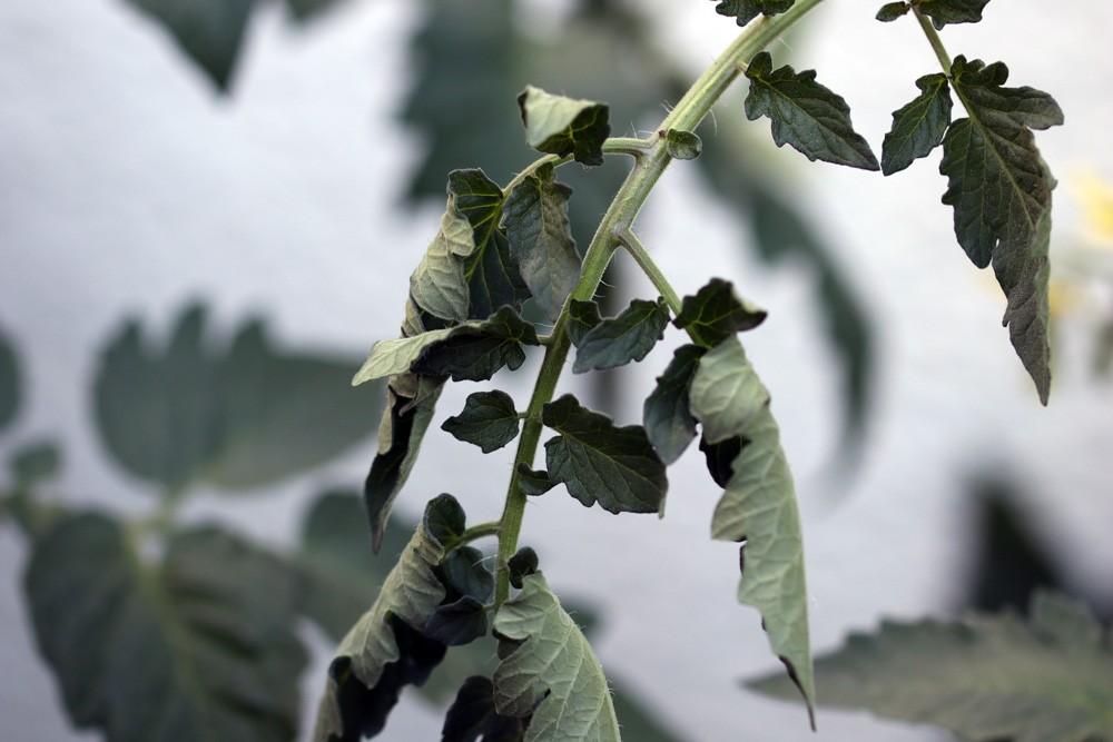 How Do I Get Rid Of Tomato Leaf Curl? (And What Causes It)