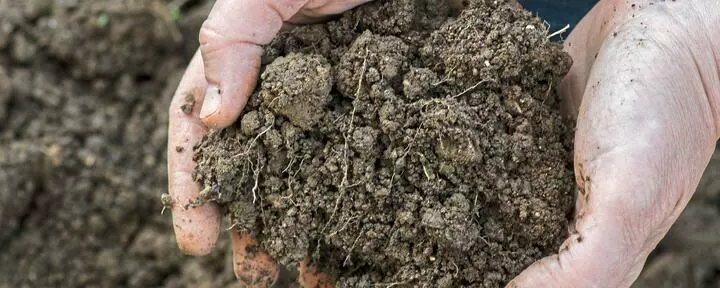 How Do You Increase Humus In Soil?
