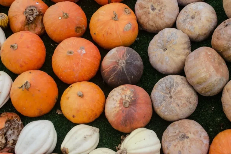 Pumpkins Turn Brown And Fall Off: What To Do?