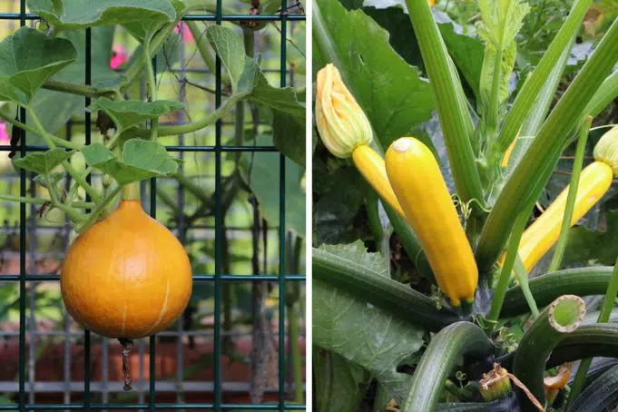 Difference Between Pumpkin And Zucchini?