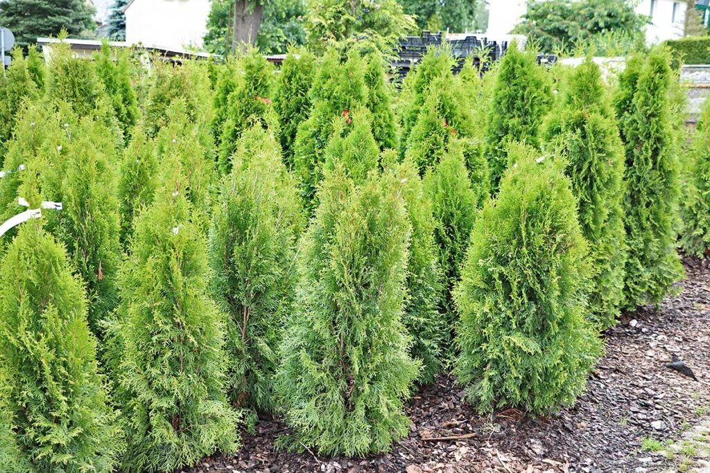 Thuja Hedge Trimming - Timing And Instructions